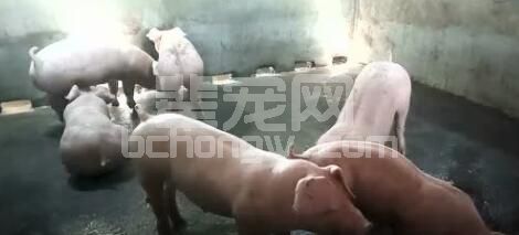 辈宠网