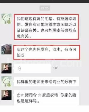 辈宠网
