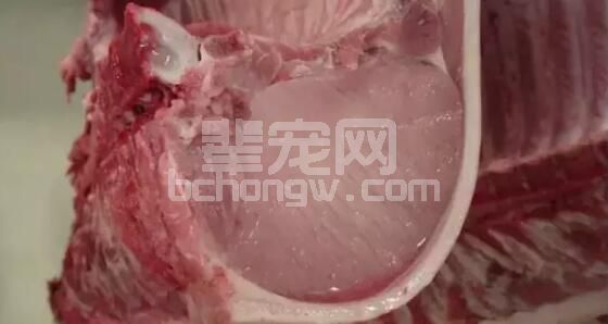 辈宠网