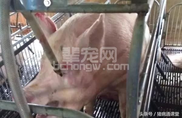 风油精和啤酒居然是解决母猪热应激的灵丹妙药！