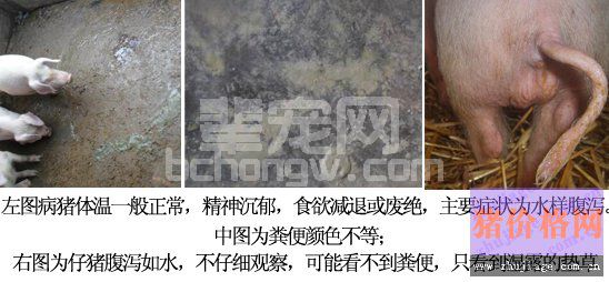 从临床症状、剖检变化诊断猪病毒性腹泻