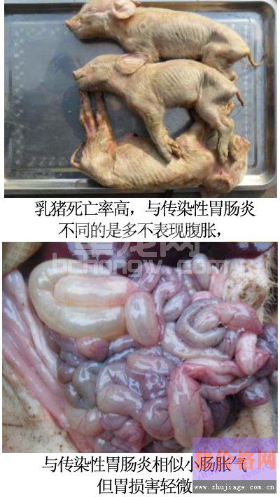 从临床症状、剖检变化诊断猪病毒性腹泻