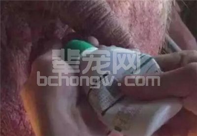 辈宠网