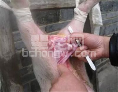 辈宠网