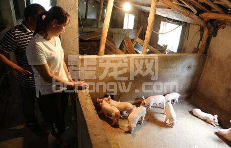 养猪人只有做对这一件事，才能真正赚钱！