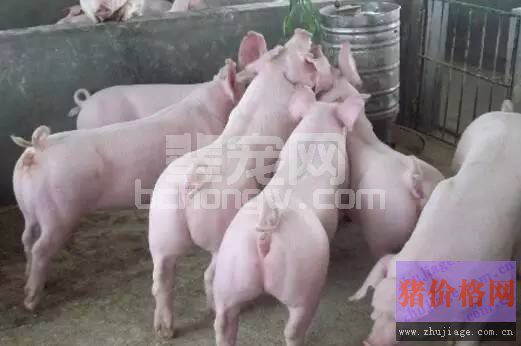 冬季母猪便秘的预防及治疗方法