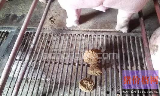 冬季母猪便秘的预防及治疗方法