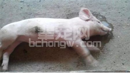 辈宠网