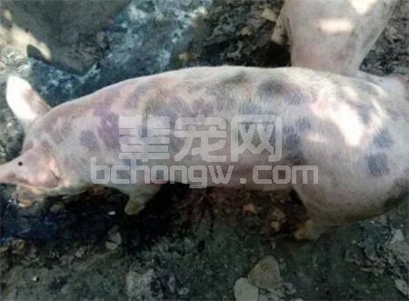 辈宠网
