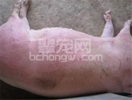 辈宠网