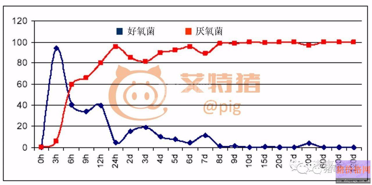 猪肠道菌群形成的3个阶段