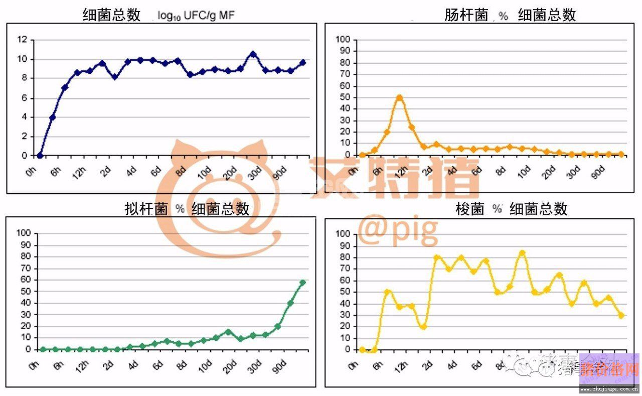 猪肠道菌群形成的3个阶段
