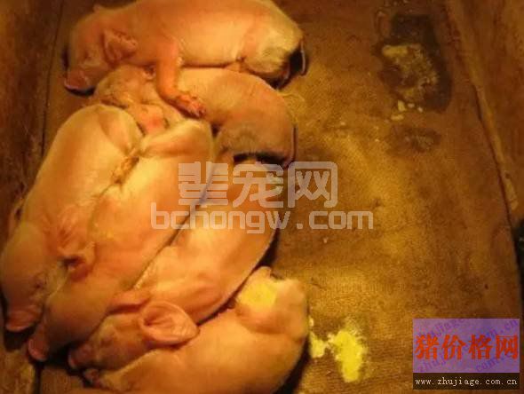 断奶仔猪腹泻不止？病因到底是什么？