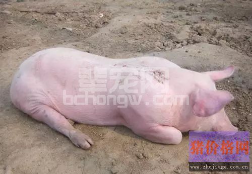 猪反复发烧怎么回事？那是你没找对关键！