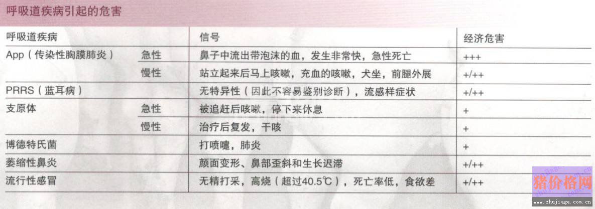 疾病对猪只肺部的影响，你平时是否注意到了？