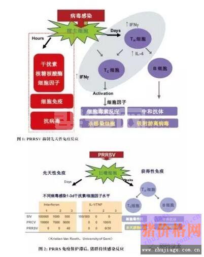 蓝耳病免疫面临的挑战首先是抑制先天性免疫反应