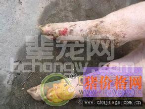 警惕猪口蹄疫继发性疾病发生