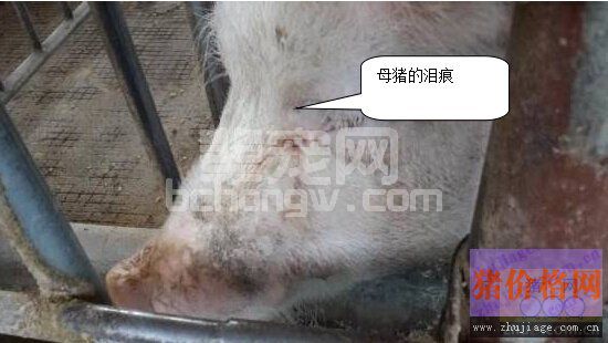伪狂犬引发新生仔猪腹泻病的防治措施