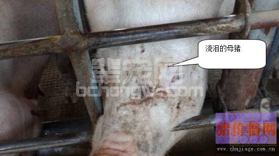 伪狂犬引发新生仔猪腹泻病的防治措施