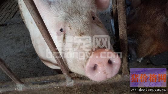 伪狂犬引发新生仔猪腹泻病的防治措施
