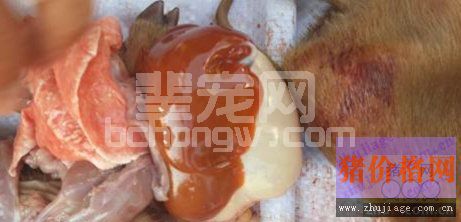 伪狂犬引发新生仔猪腹泻病的防治措施