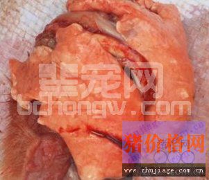 伪狂犬引发新生仔猪腹泻病的防治措施