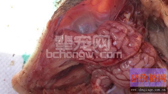 伪狂犬引发新生仔猪腹泻病的防治措施
