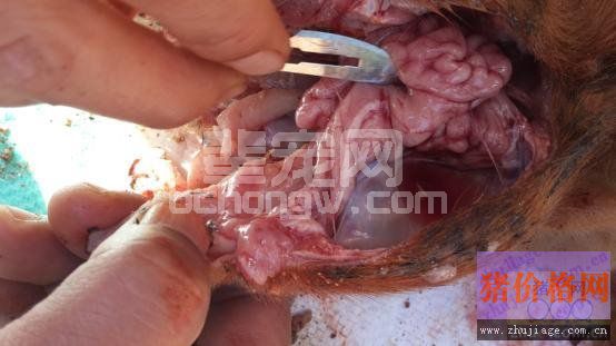 伪狂犬引发新生仔猪腹泻病的防治措施