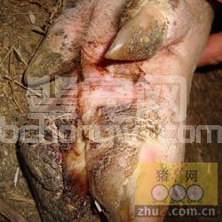 猪蹄裂病临床症状
