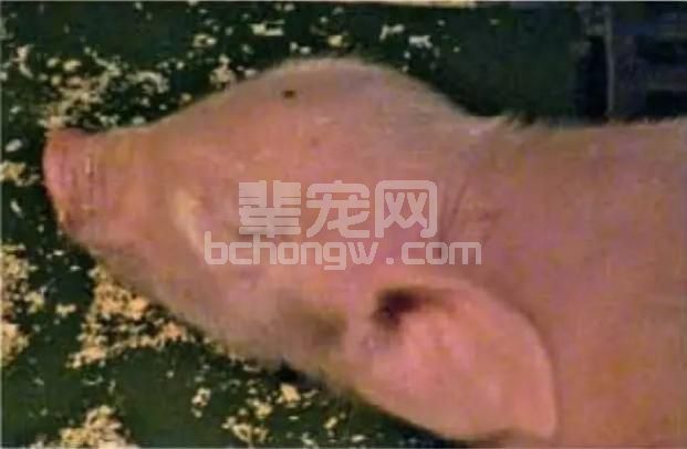 母猪流产，仔猪先天性缺陷和畸形！什么原因？如何避免！