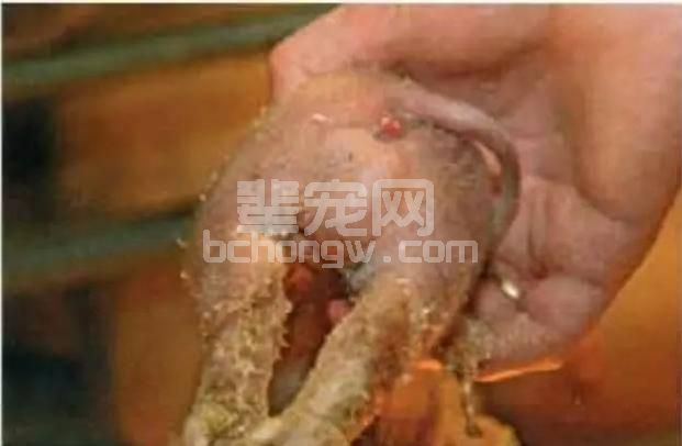 母猪流产，仔猪先天性缺陷和畸形！什么原因？如何避免！