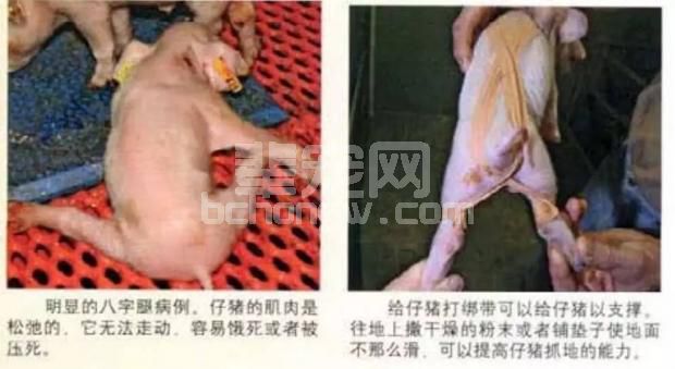 母猪流产，仔猪先天性缺陷和畸形！什么原因？如何避免！