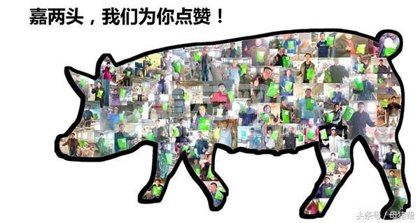 史上最科学的助产技巧,看完你还会为母猪难产发愁吗?