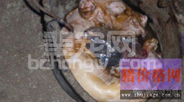 母猪助产使用缩宫素的危害分析