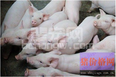 养猪场仔猪腹泻的防治措施