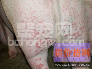 猪身上起红疙瘩，就考虑圆环病毒吗？