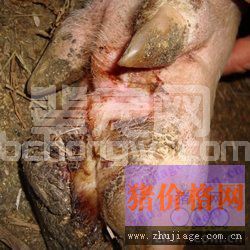 猪蹄裂病临床症状
