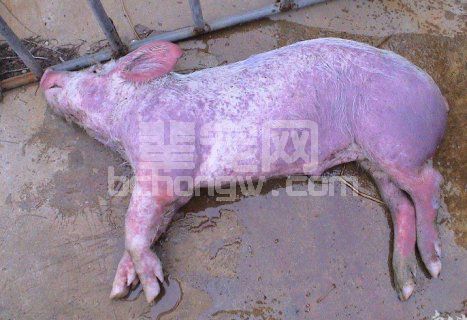 猪不明病因持续高热的症状与控制措施