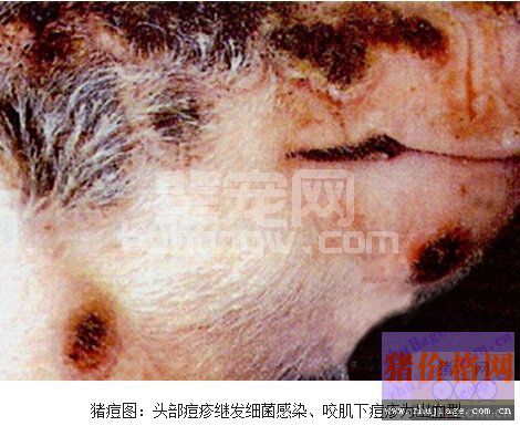 猪痘-常见猪病图片诊断方案