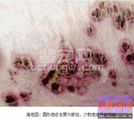 猪痘-常见猪病图片诊断方案