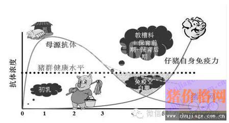 养猪户必知：几种猪病母源抗体消长规律