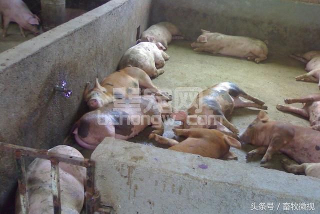 秋季如何预防新购仔猪不生病？