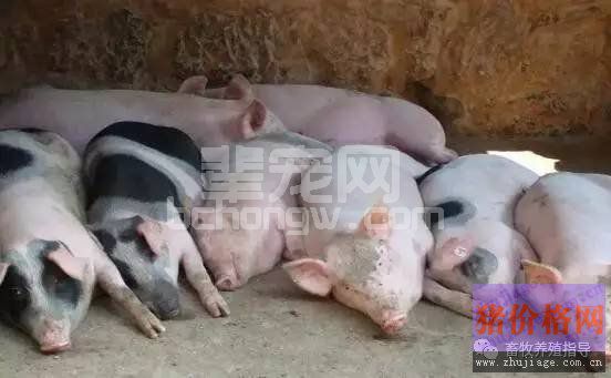 养猪场得了流行性腹泻，不处理好仔猪可能全军覆没！