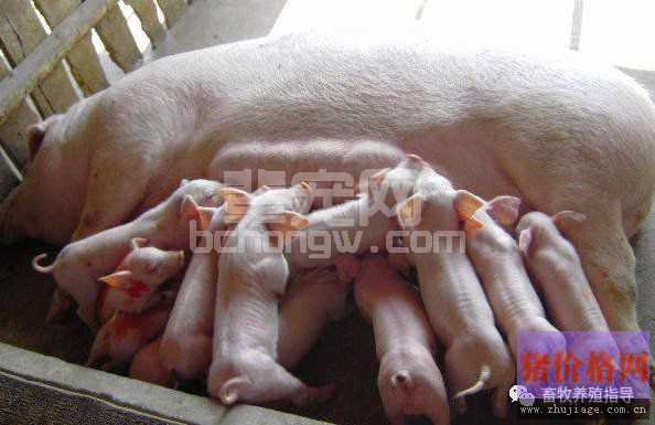 养猪场得了流行性腹泻，不处理好仔猪可能全军覆没！