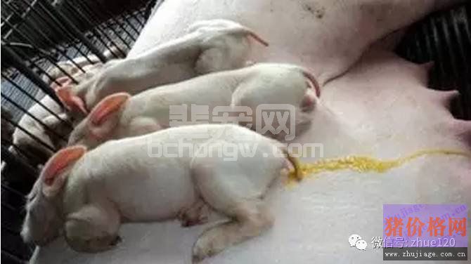 误以为小猪拉肚子就是黄白痢，那你就大错特错啦！