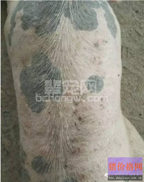 老颜教你辨别皮肤病和圆环病毒病