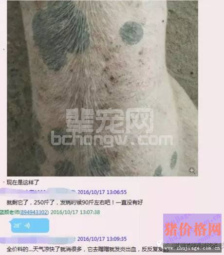 老颜教你辨别皮肤病和圆环病毒病