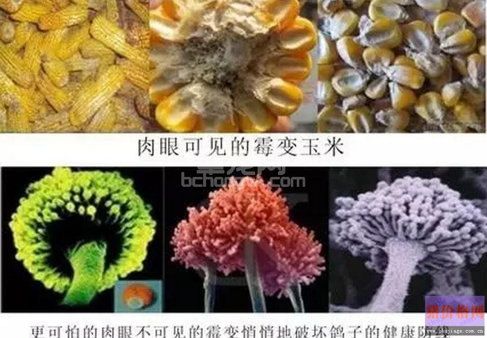 不同霉菌毒素对猪表现症状有异 细说霉菌毒素对猪的临床症状
