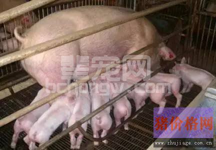 母猪产后易缺钙，教你用省钱有效的土方法解决！