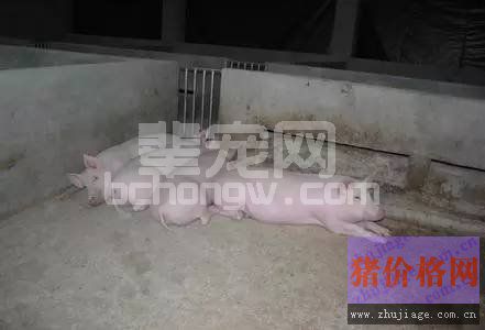 母猪产后易缺钙，教你用省钱有效的土方法解决！